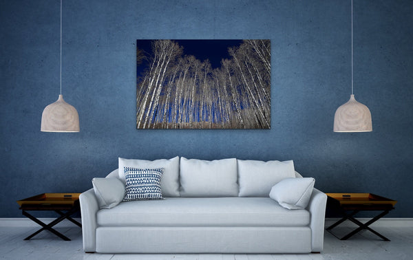 White Aspen Tree Forest Fine Art Photography Canvas Living room Wall Print by Shel Neufeld WildArt Photography