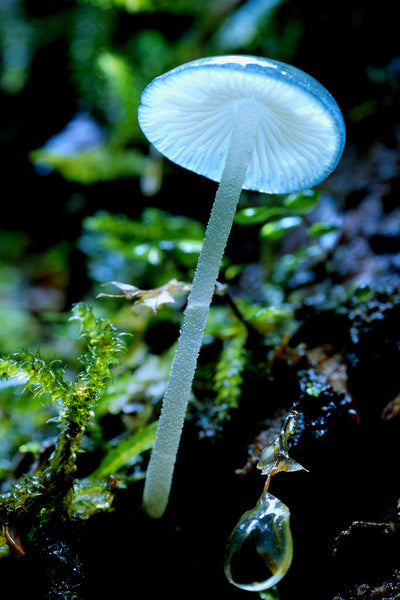 glowing blue mushroom vertical canvas wall art from West Coast Canada by Shel Neufeld, Nature photographer