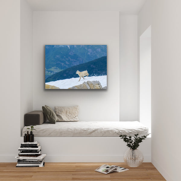 Baby mountain goat canvas by Shel Neufeld hangs in a lifestyle scene. Nature and wildlife photography. 