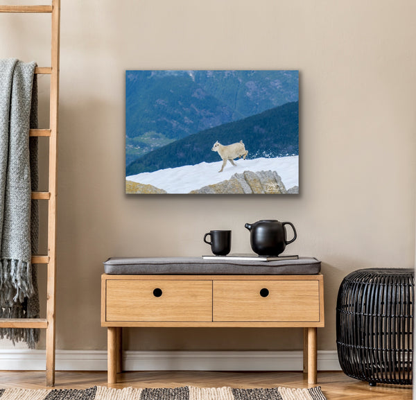 Baby mountain goat canvas hangs in a living room scene. Artwork by Shel Neufeld, nature and wildlife photographer. 