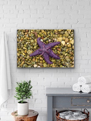 Purple Seastar Canvas hangs in a bathroom. Artwork by Shel Neufeld, Canadian landscape and nature photographer. 