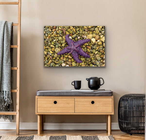 Purple starfish mama and baby laying on a rocky beach canvas hangs in a living room. Artwork by Shel Neufeld. 
