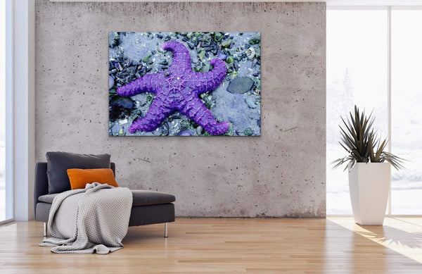 Purple Starfish Photography Print on living room wall. Artwork by Shel Neufeld, Canadian Nature Photographer