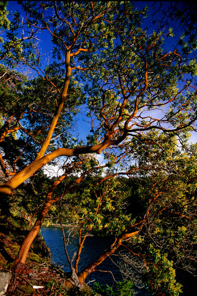 Arbutus Trees Pacific Northwest Vertical Home Decor by Shel Neufeld 