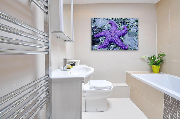 Purple Starfish Photography Print on bathroom wall. Artwork by Shel Neufeld, Canadian Nature Photographer
