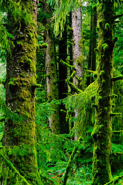 Sitka Spruce Forest captured in all its green magic by Shel Neufeld, West Coast Photographer. 